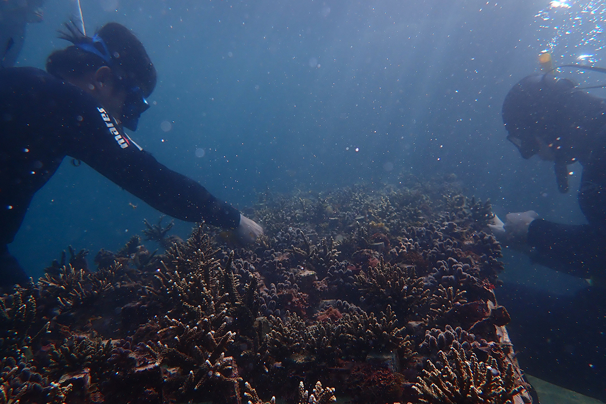水下工作台能夠提高養殖珊瑚的活存率