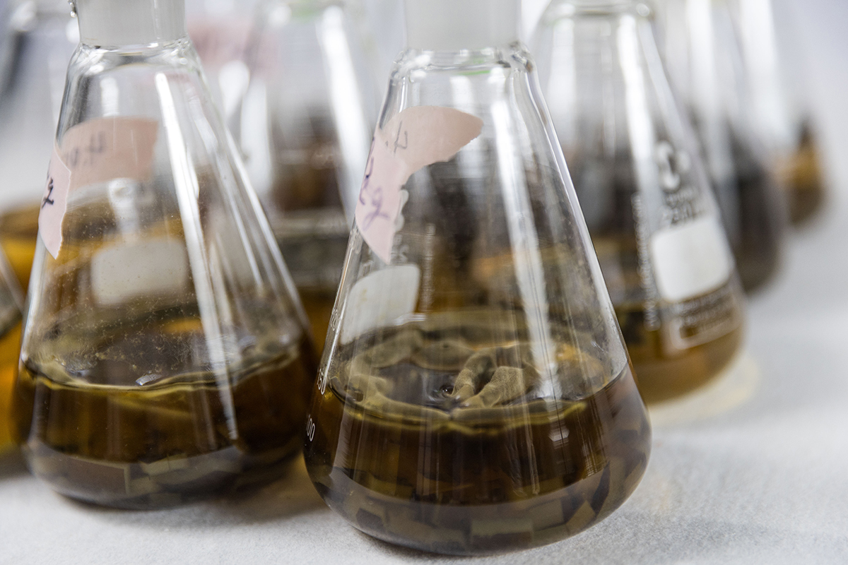 透過特定菌株發酵能提升褐藻代謝產率並穩定量產