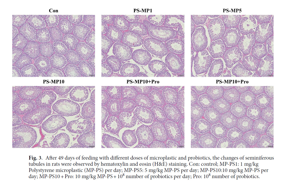 長期暴露於微塑膠會導致細精管出現變形及組織空洞化等損傷，實驗證實特定益生菌(PS-MP10+Pro組)具有緩解微塑膠生殖毒性的保護功效 。