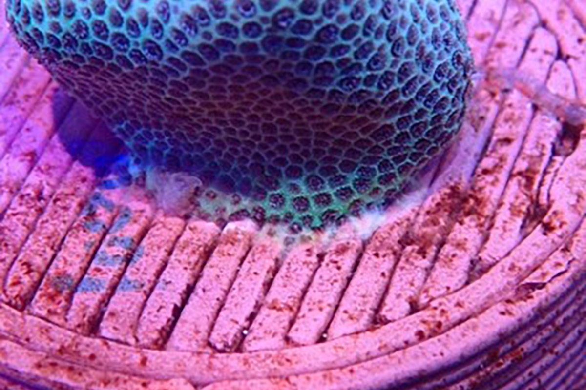 3D列印陶瓷基座能有效提升珊瑚的附著率與穩定成長