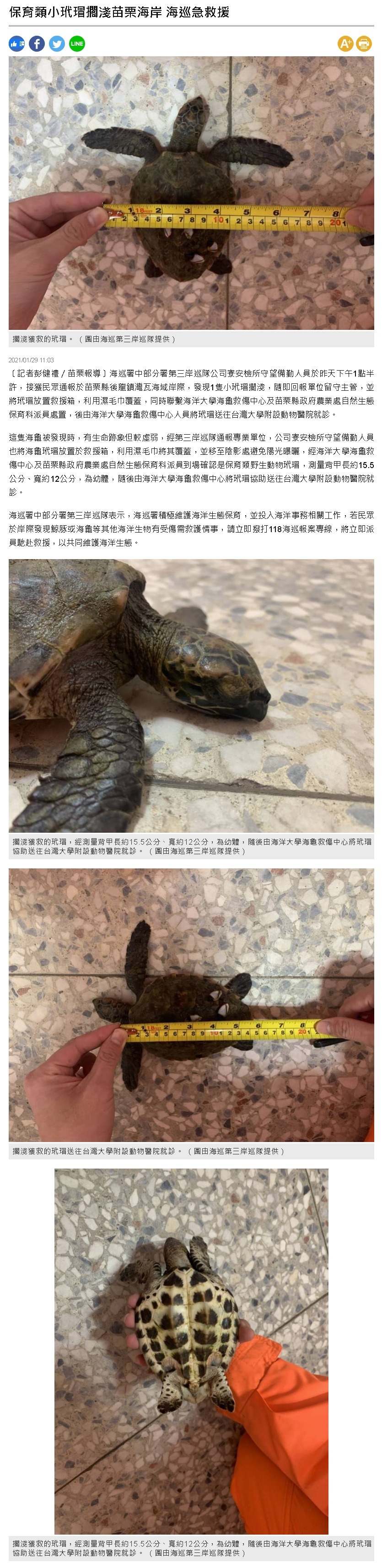自由時報-海龜救援