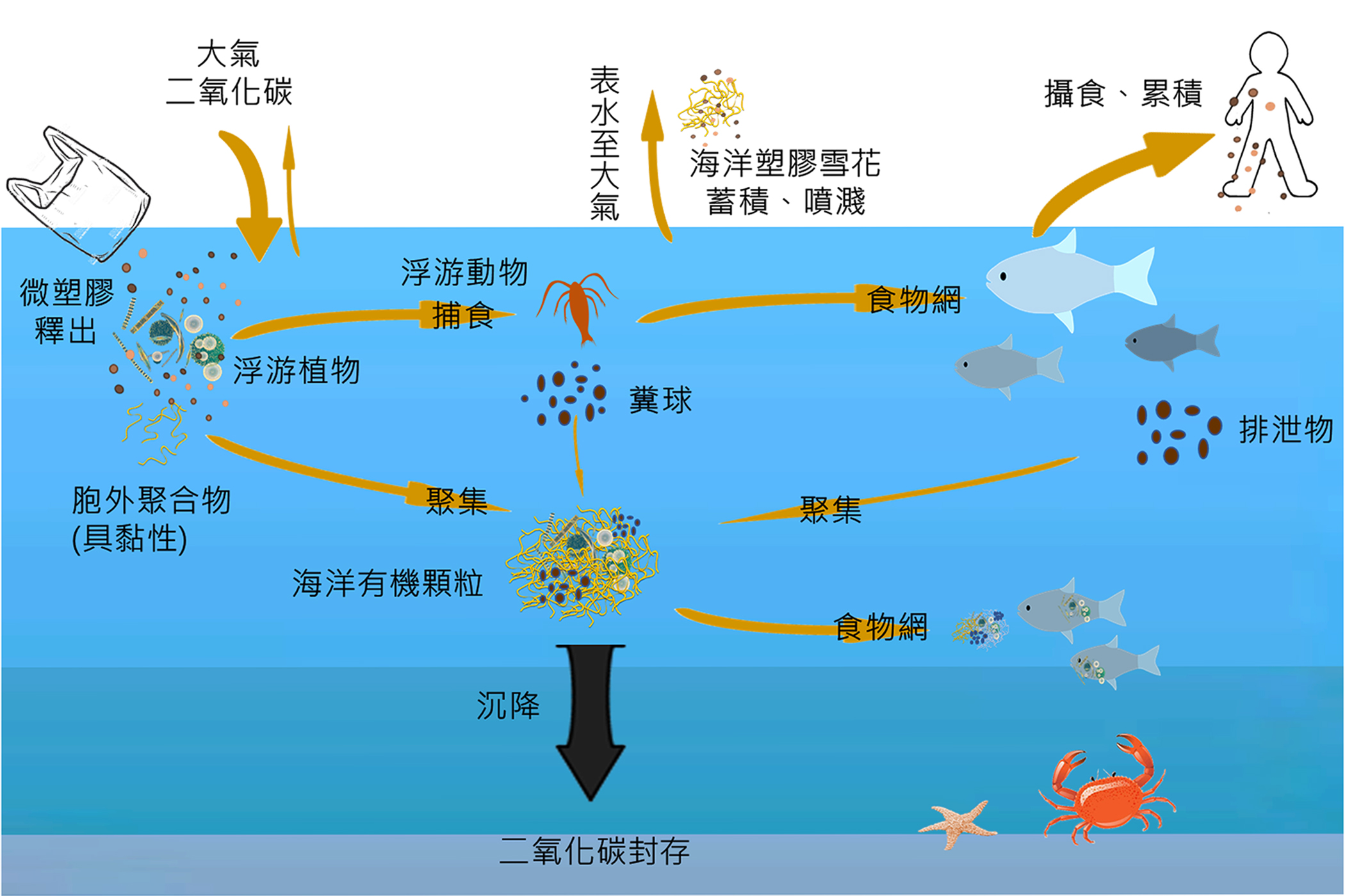 海洋塑膠雪花的形成和傳輸