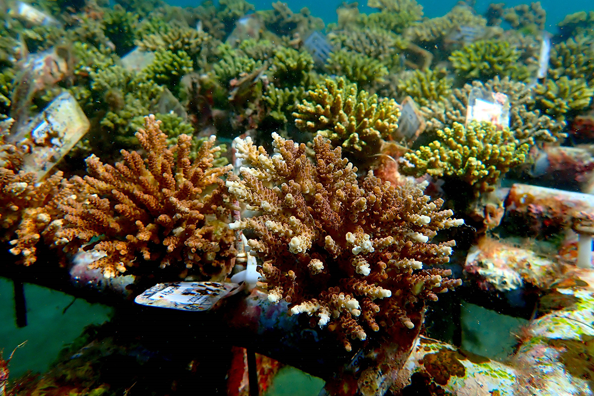 識名教授建立了穩定培育大量珊瑚的技術