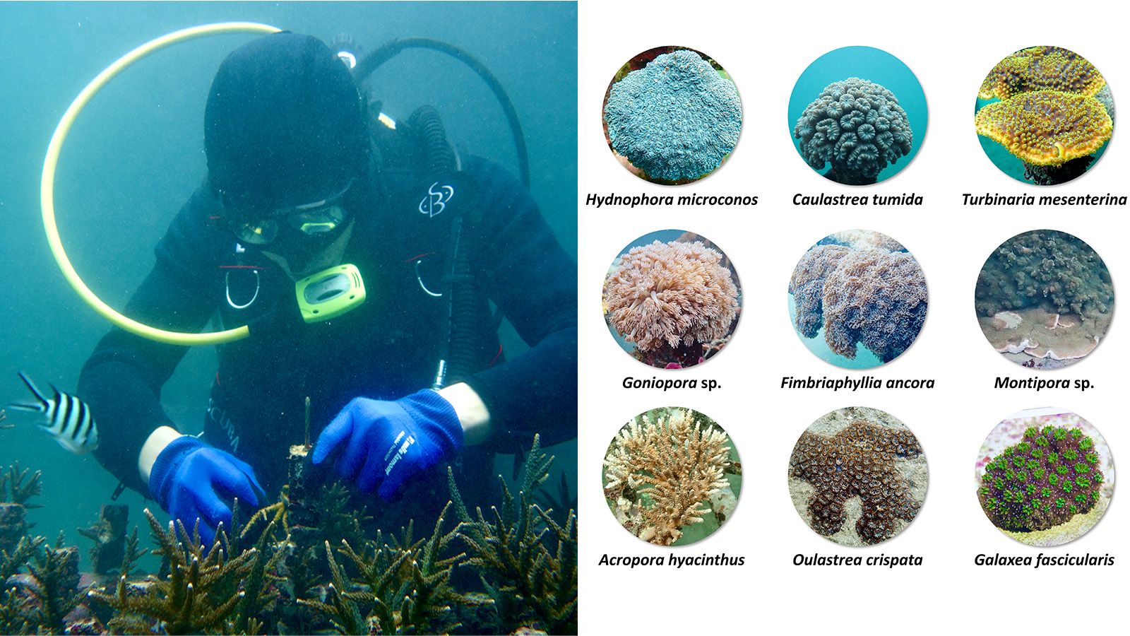 海大已建立穩定培育大量珊瑚的技術。