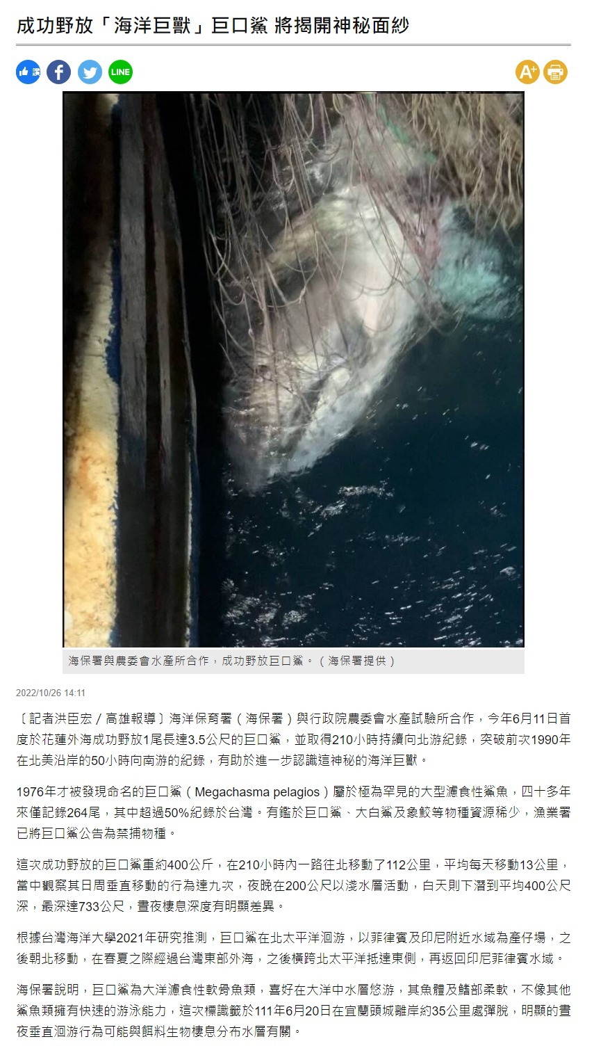 成功野放「海洋巨獸」巨口鯊 將揭開神秘面紗