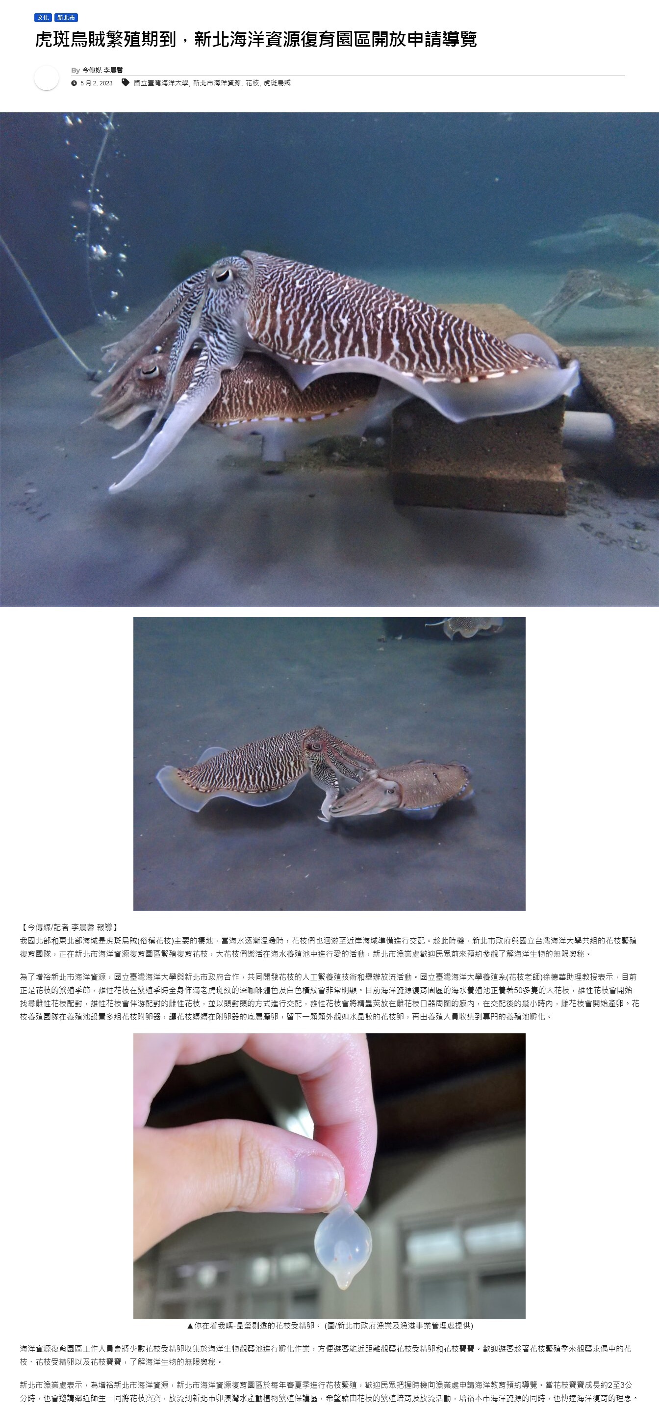 虎斑烏賊繁殖期到，新北海洋資源復育園區開放申請導覽