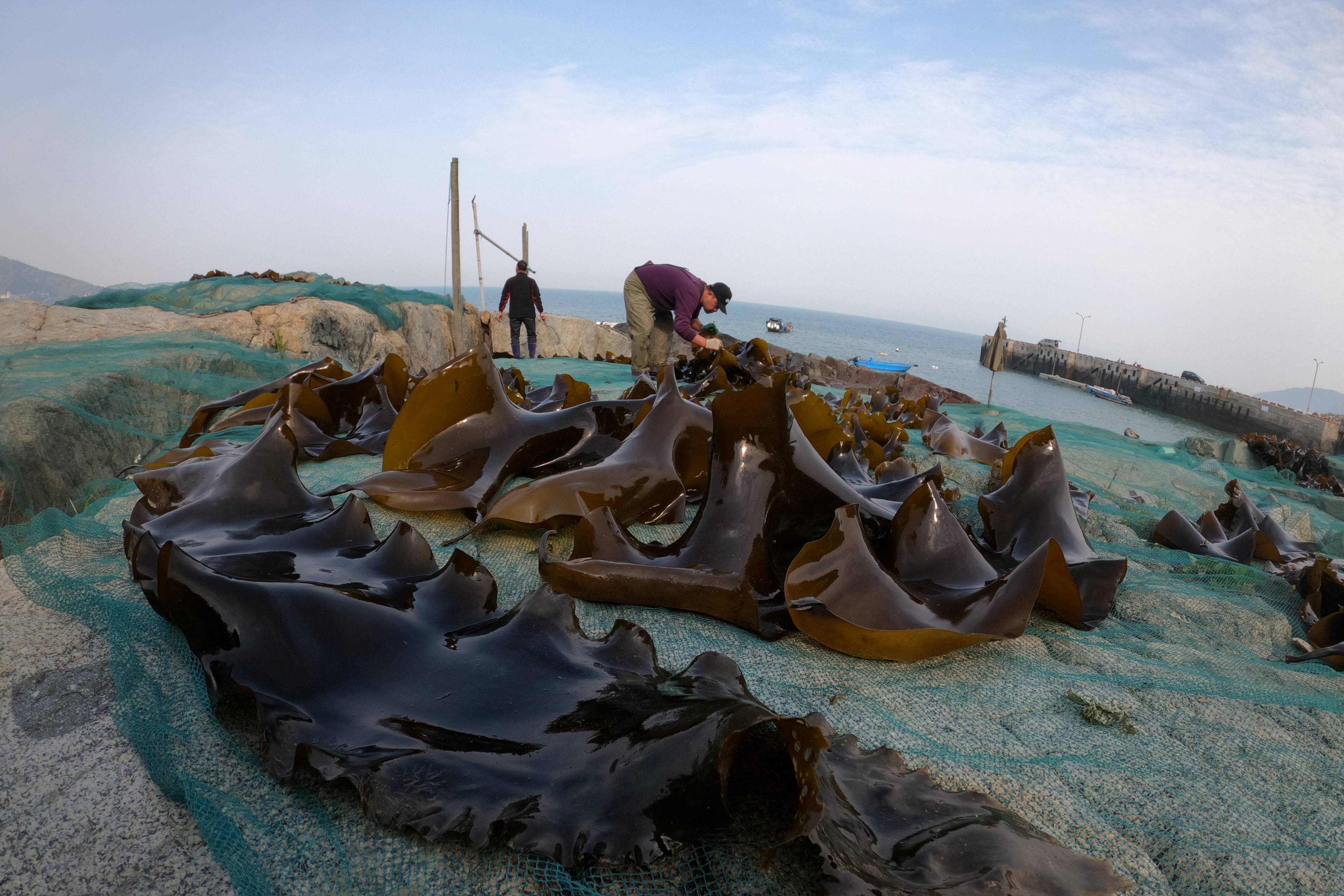 馬祖北竿漁民採收當地海域人工養成的海帶，於岩岸上以日光曬乾(攝影李偉任 海洋生技系學生)