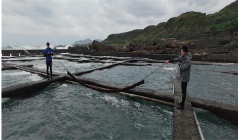 藻田碳訣-以藻繩裝填方式養藻較能維持藻體成長，也較容易收回秤重，了解藻繩內的海藻生長狀況