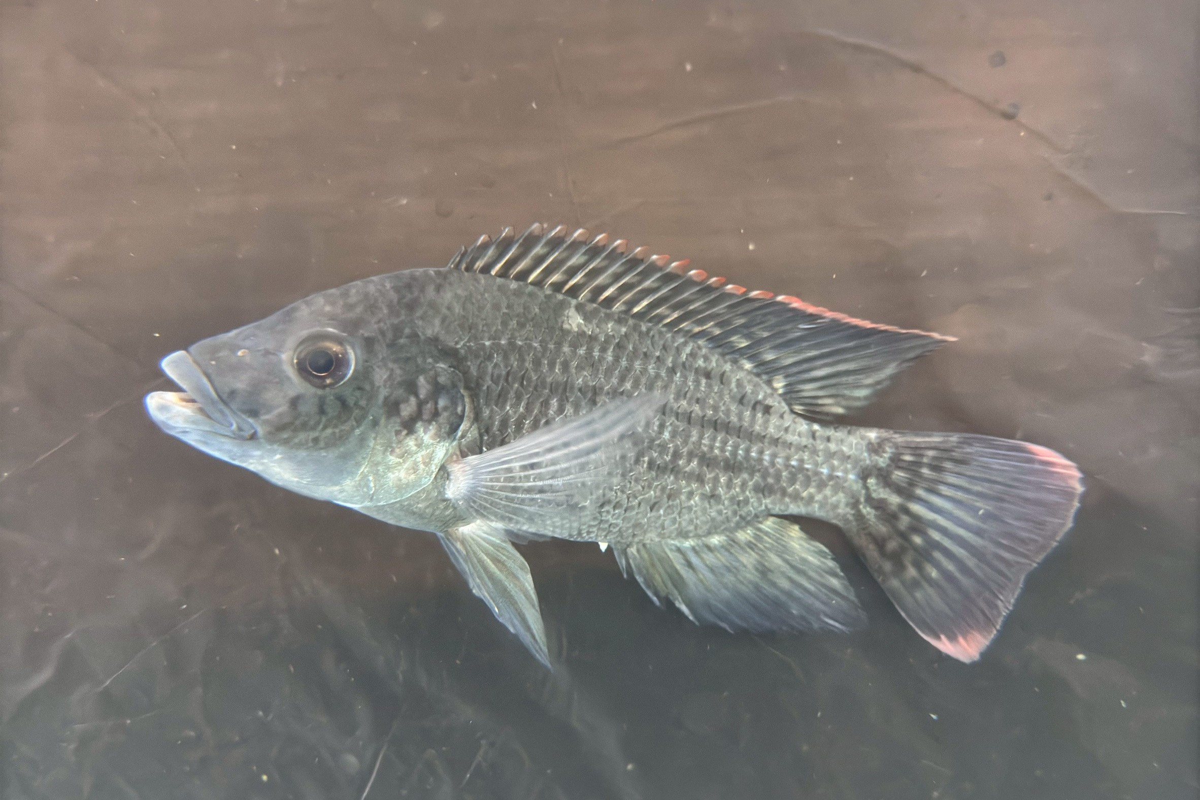 耐鹽品系在全海水養殖馴化後存活率高達90%