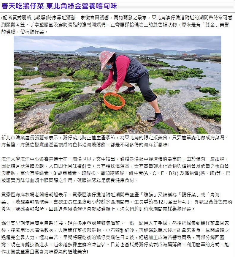 春天吃鵝仔菜 東北角綠金營養嚐旬味