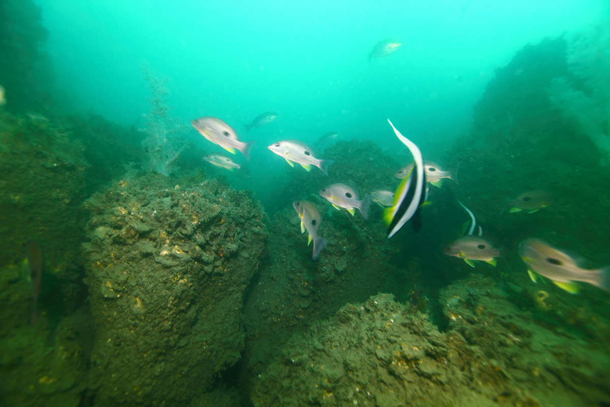 風場可見許多幼魚或亞成魚(圖為單斑笛鯛與馬夫魚，李淳銘攝)