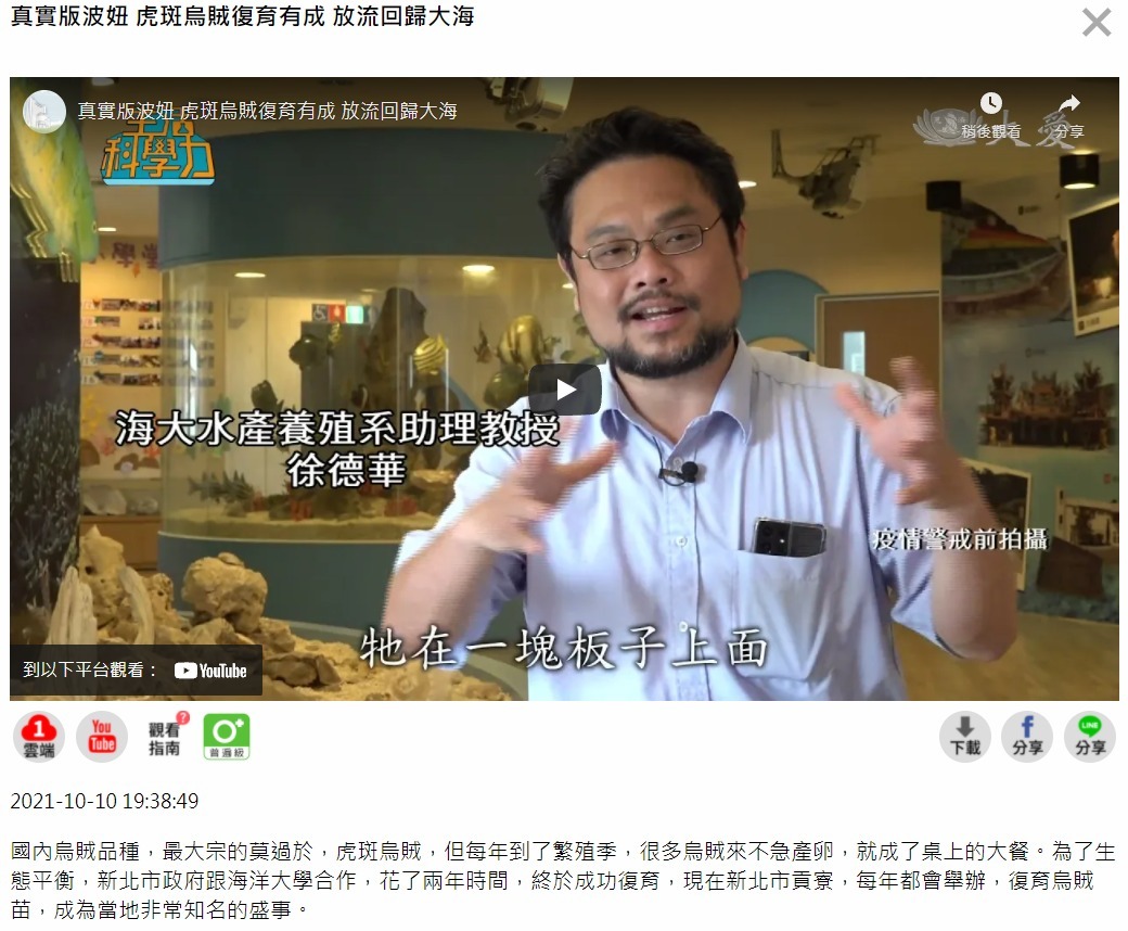 真實版波妞 虎斑烏賊復育有成 放流回歸大海