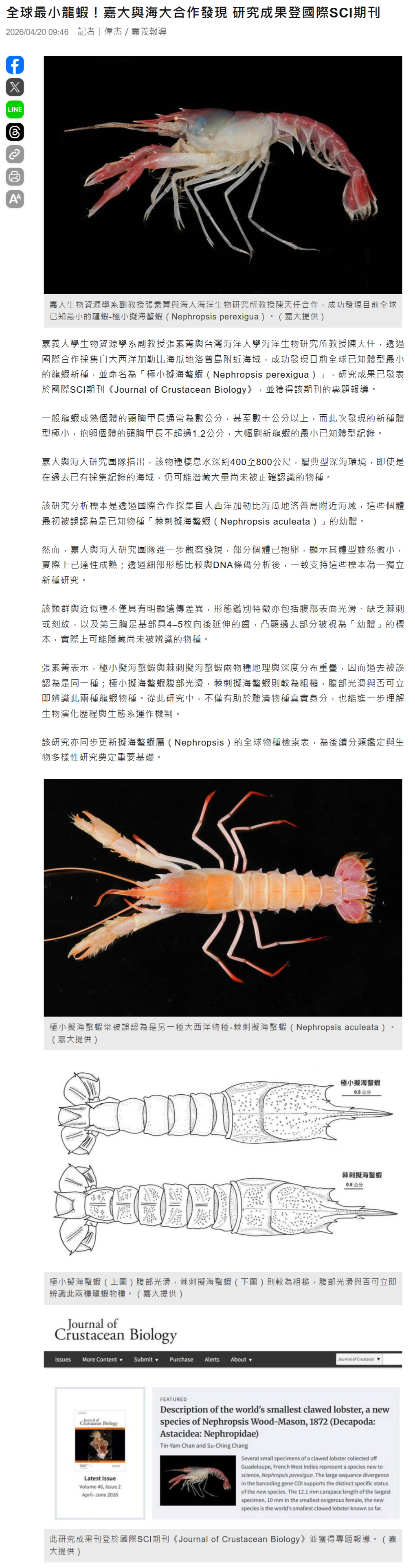 全球最小龍蝦！嘉大與海大合作發現 研究成果登國際SCI期刊