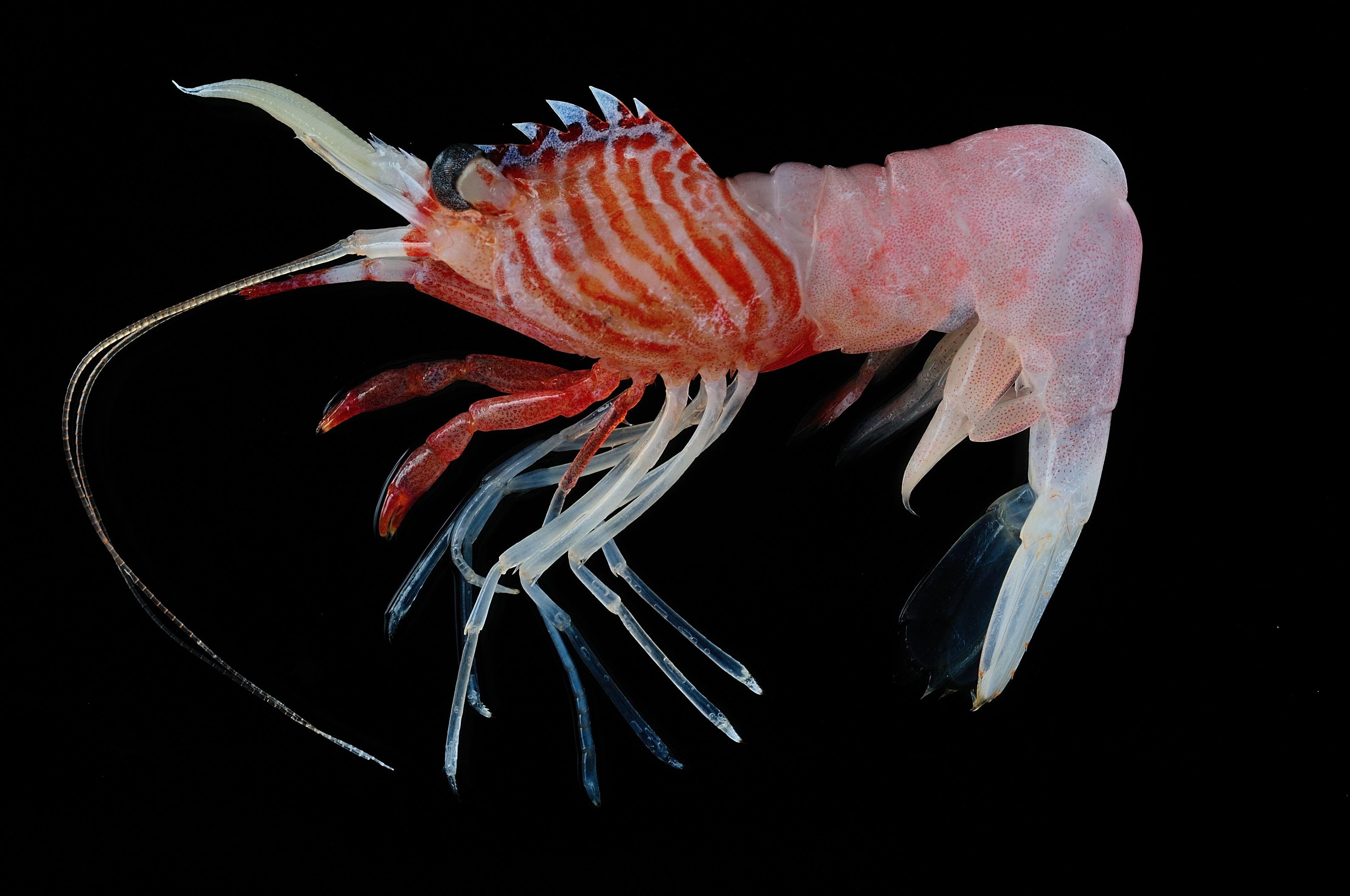 近年在臺灣深海發現的新種高冠萊伯蝦