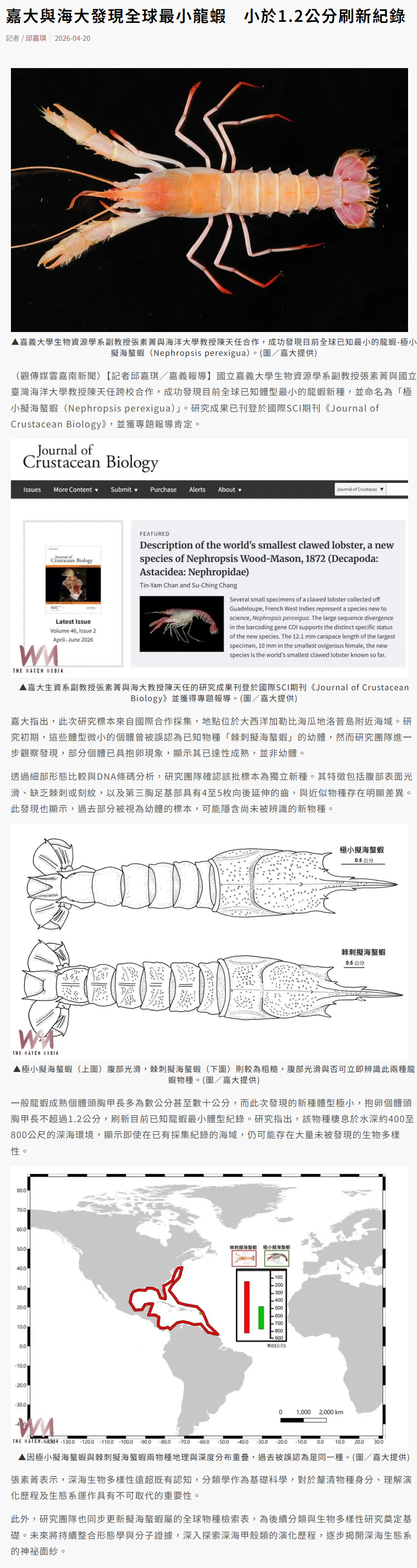 嘉大與海大發現全球最小龍蝦　小於1.2公分刷新紀錄