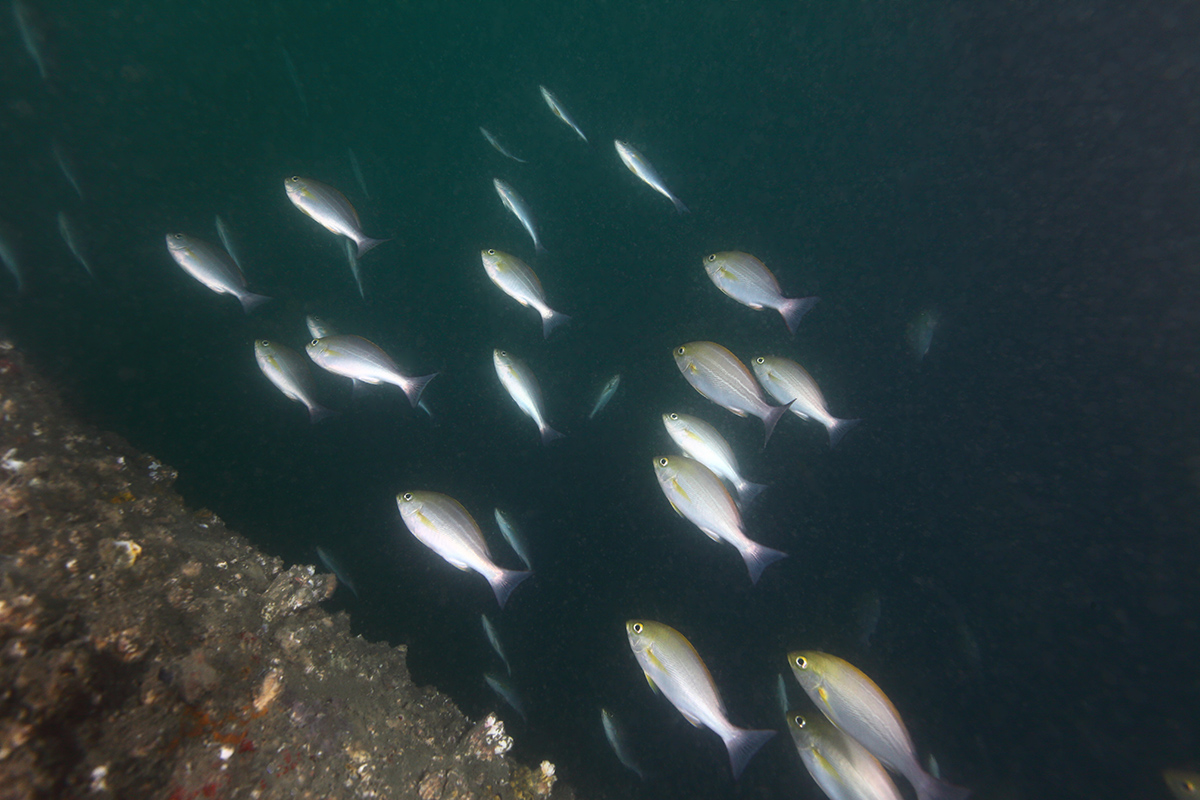 高經濟價值的岩礁棲性的魚類會聚集於風機基座(圖為三線雞魚，李淳銘攝)