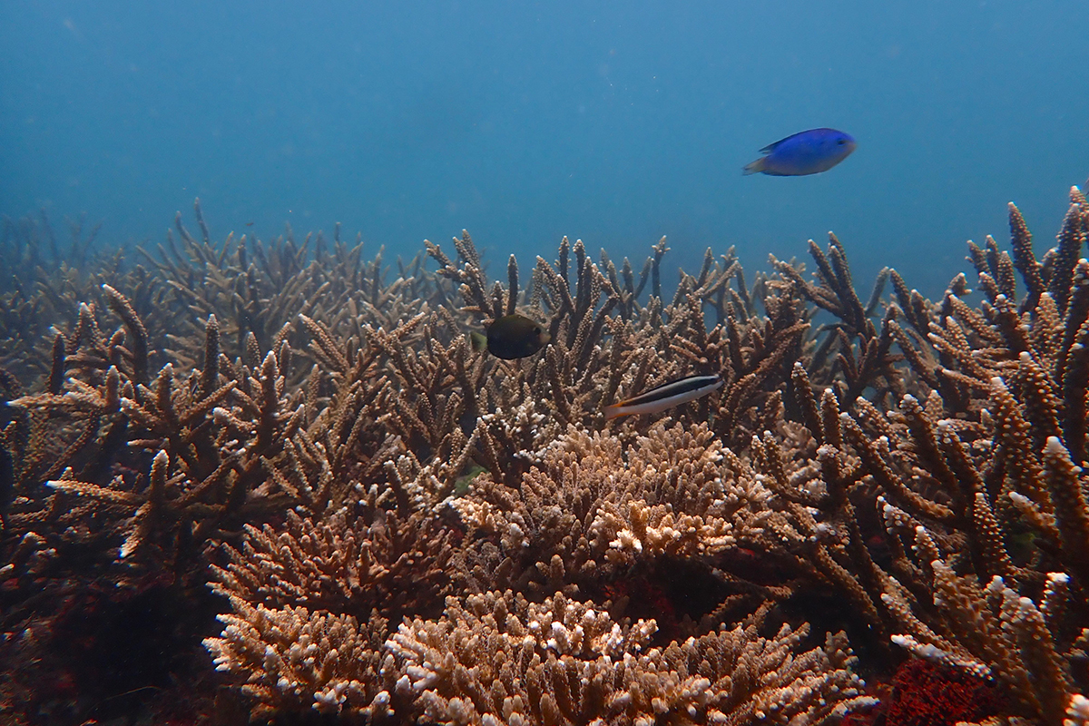 珊瑚農場擁有豐富的生態環境