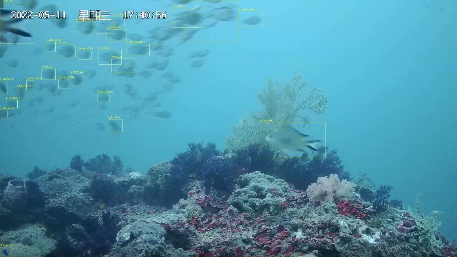 即時辨識水下影像自動化分析2