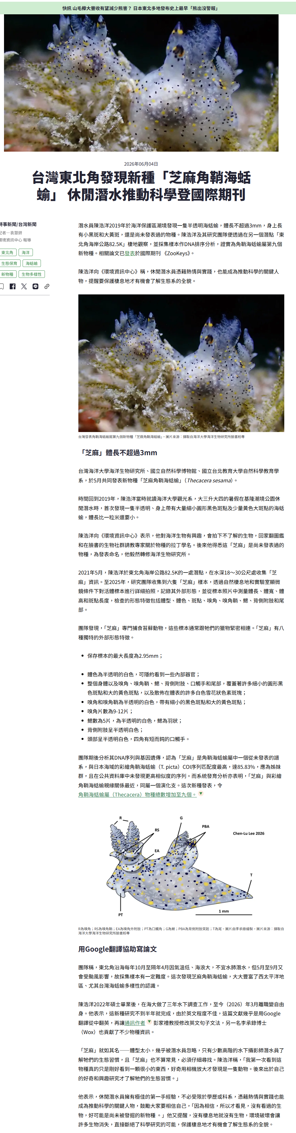 台灣東北角發現新種「芝麻角鞘海蛞蝓」 休閒潛水推動科學登國際期刊