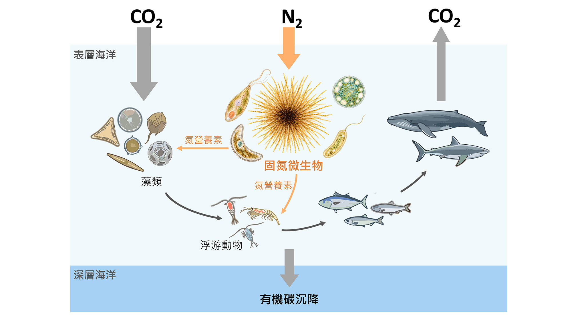 固氮微生物為海洋藻類與浮游動物提供氮營養素，支持海洋生產力、碳封存及食物供應。