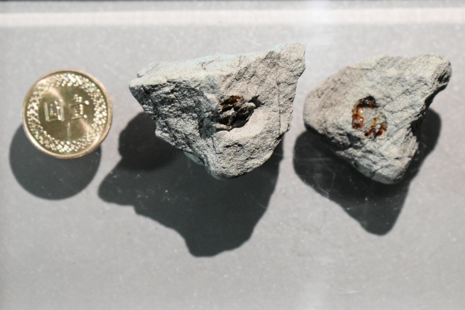 臺灣東部發現的「化石樹脂（琥珀）」首度曝光，經化學分析以後，發現這是臺灣現今不存在的「龍腦香科」植物樹脂，國立自然科學博物館提供