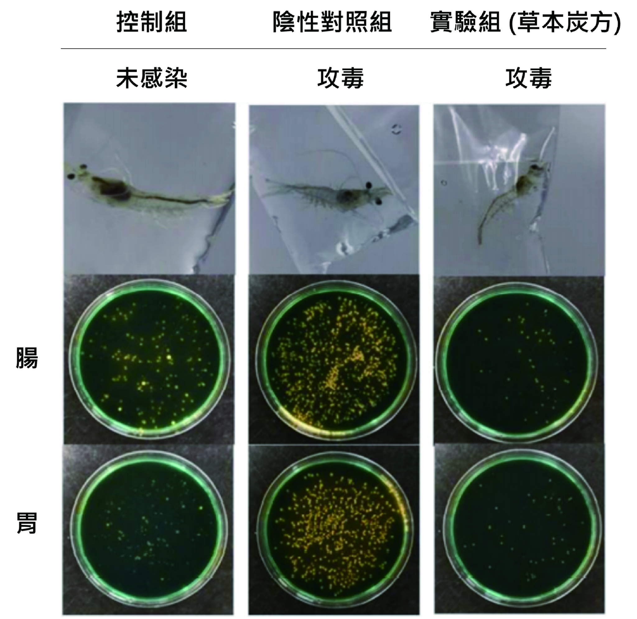 炬銨生物科技的蝦兵樂能夠維持蝦體消化道的健康