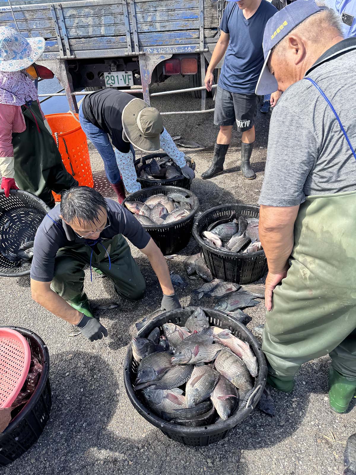 臺海大TABT團隊選育的魚苗至他場域養到收成