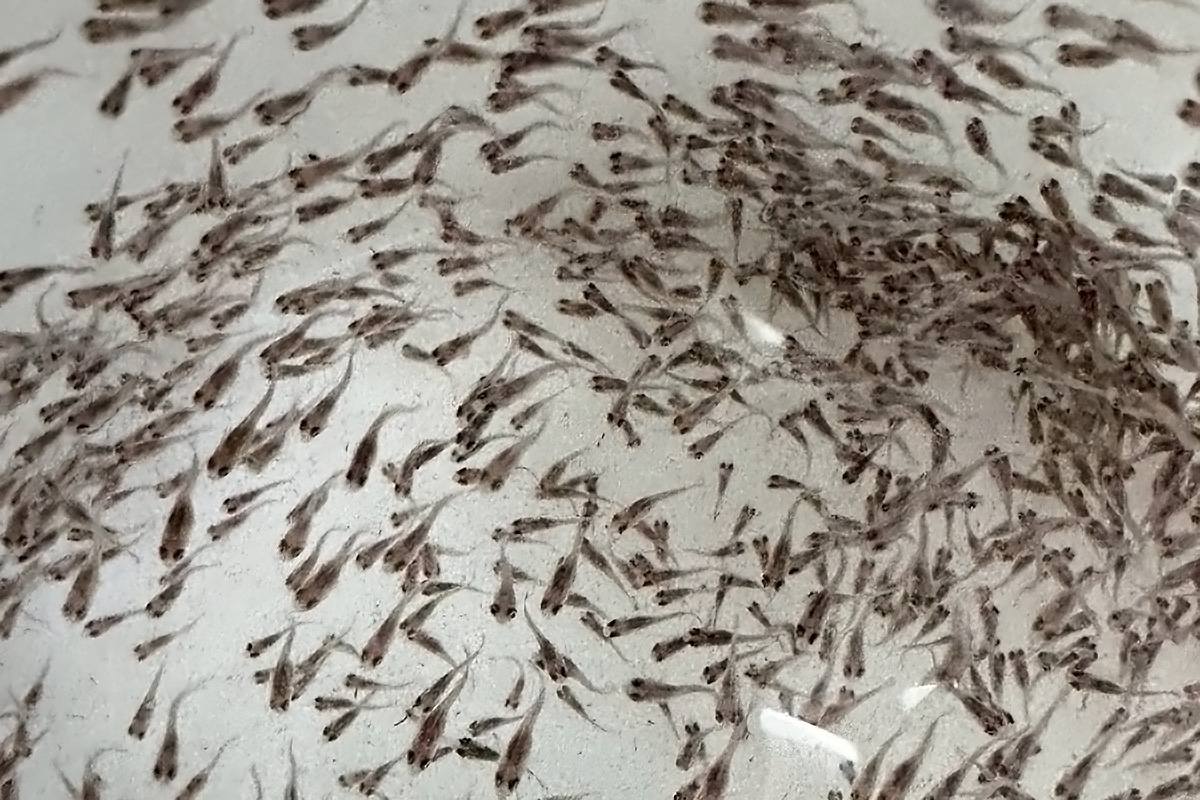 臺海大TABT團隊選育出的優質魚苗