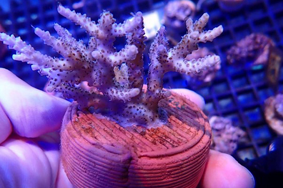 海洋大學與龍華科大USR計畫攜手創新珊瑚復育低碳技術