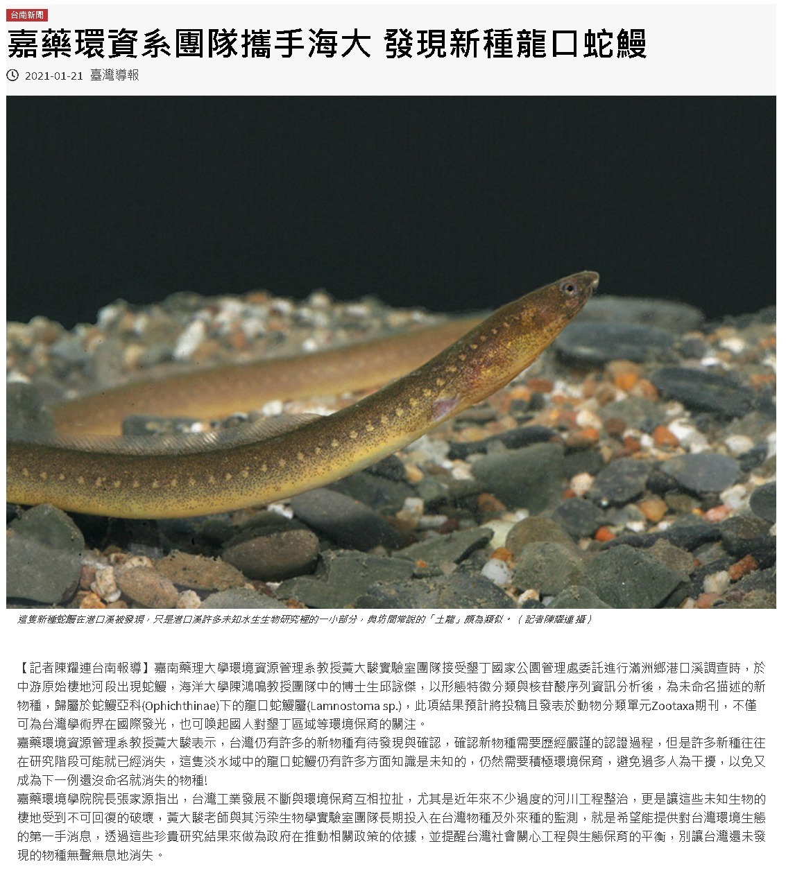 臺灣導報-新種龍口蛇鰻