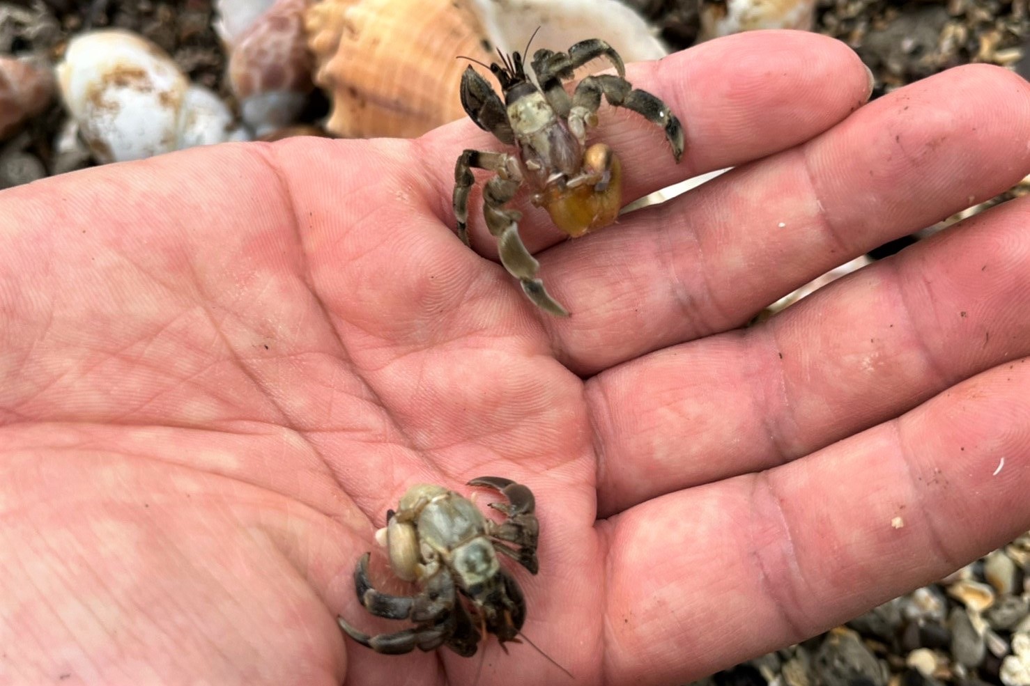 收集貝殼讓無殼寄居蟹能找個新家