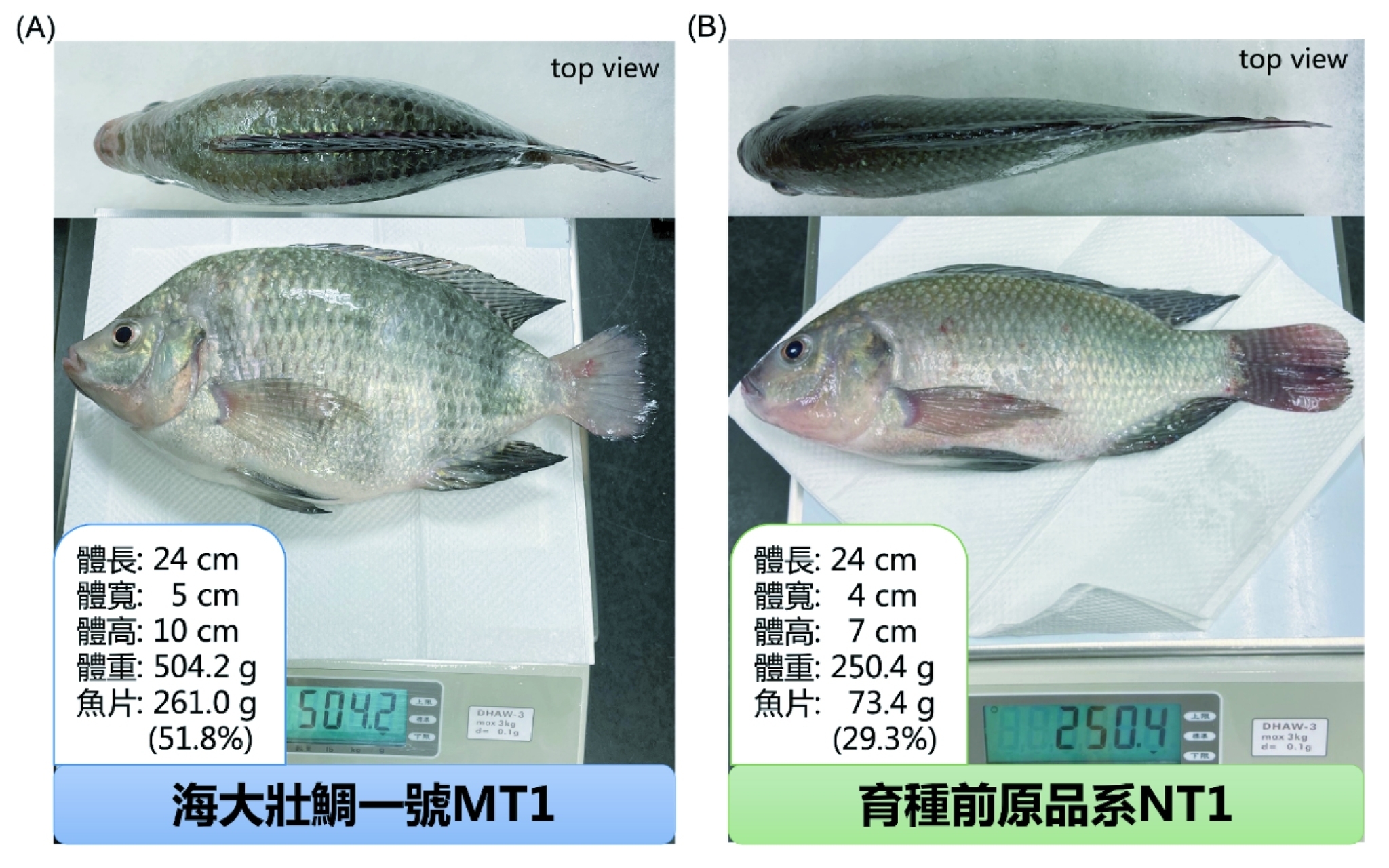 海大壯鯛一號(MT1)比原品系明顯增加背部、腹部及兩側的肌肉