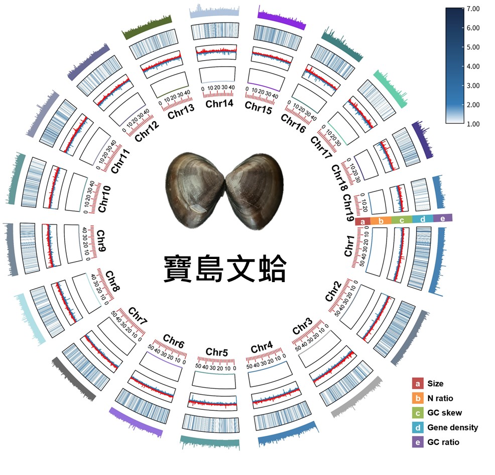 寶島文蛤基因體圖譜