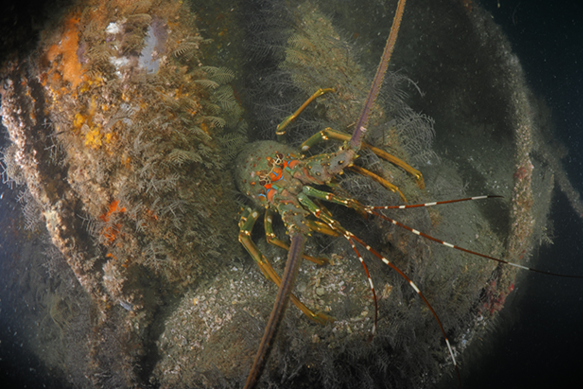 躲藏在風機孔隙中的龍蝦。（吳沐燊攝）