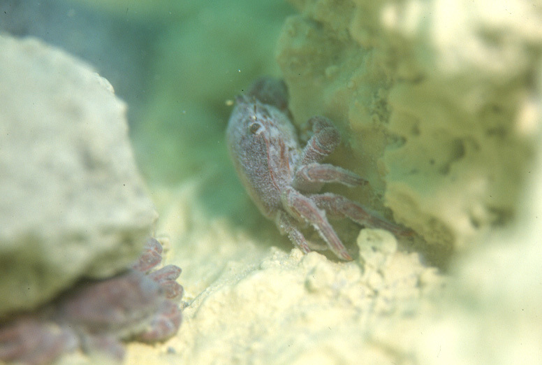 生活於龜山島熱泉極端環境的烏龜怪方蟹
