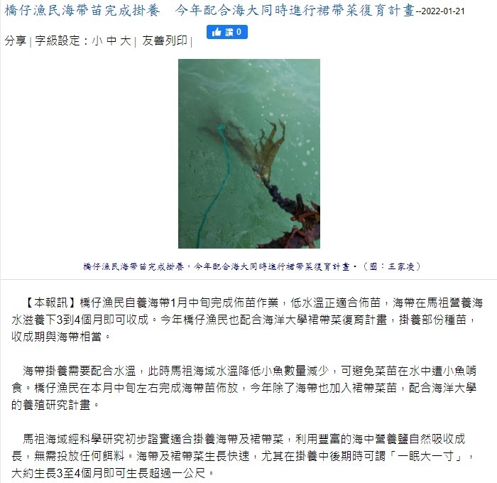 橋仔漁民海帶苗完成掛養　今年配合海大同時進行裙帶菜復育計畫