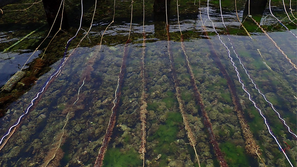 首創以臺灣東北角原生經濟海藻為養殖對象，不僅可滿足在地居民採收需求，也豐富生物多樣性，藉此恢復近岸生態系統。