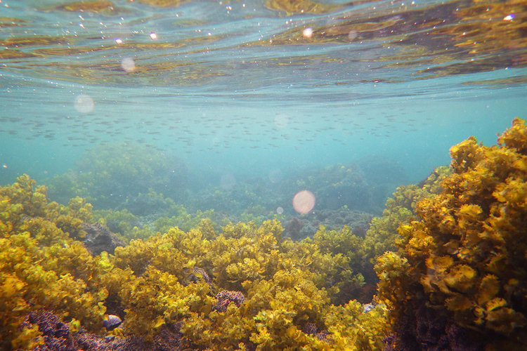 海大與富邦人壽啟動產學合作 強化人海關係促進海洋生態保育